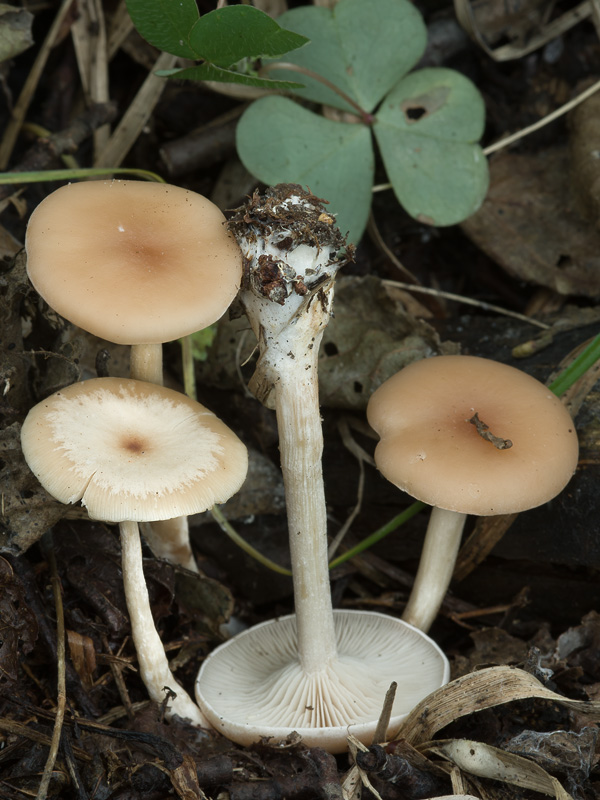 Clitocybe amarescens